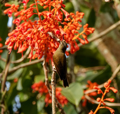 Leptocoma brasiliana