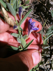Scutellaria siphocampyloides