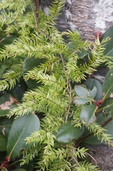 Asparagus scandens