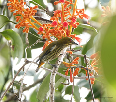 Dicaeum chrysorrheum