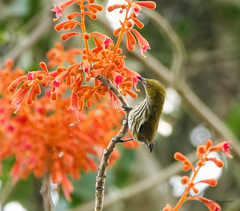 Dicaeum chrysorrheum