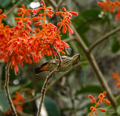 Dicaeum chrysorrheum