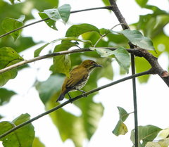 Dicaeum chrysorrheum