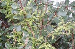 Asparagus scandens