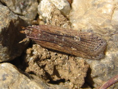 Helcystogramma triannulella