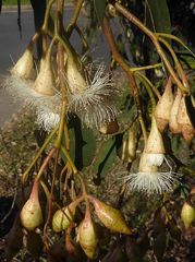 Eucalyptus longifolia