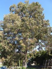 Eucalyptus longifolia