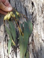 Eucalyptus longifolia