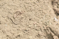 Bembidion articulatum