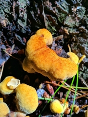 Laetiporaceae