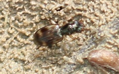 Bembidion articulatum
