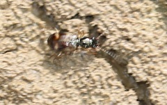 Bembidion articulatum