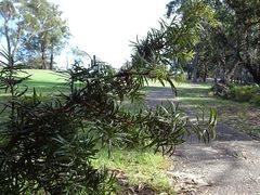Podocarpus spinulosus
