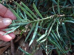 Podocarpus spinulosus