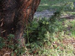 Podocarpus spinulosus