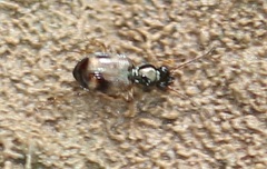 Bembidion articulatum
