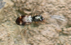 Bembidion articulatum