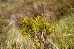 Orites acicularis