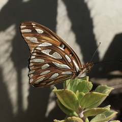 Dione vanillae