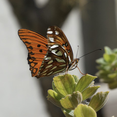Dione vanillae