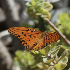 Dione vanillae