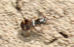 Bembidion articulatum
