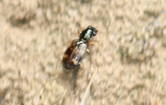 Bembidion articulatum