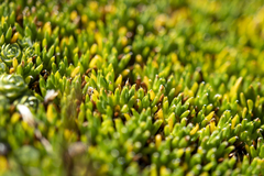 Abrotanella forsteroides