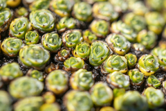 Pterygopappus lawrencei