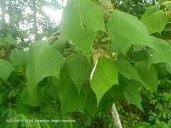 Mallotus paniculatus