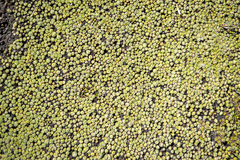 Pterygopappus lawrencei