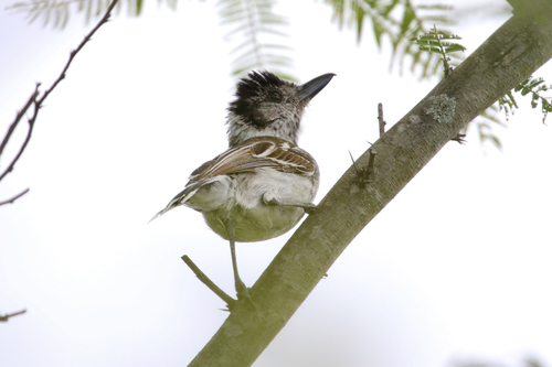 Collared Antshrike (shumbae)