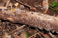 Artomyces austropiperatus