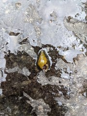 Semisulcospira libertina