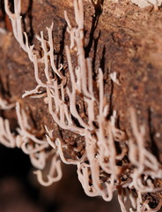 Artomyces austropiperatus
