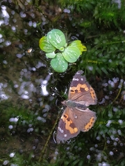Vanessa indica indica