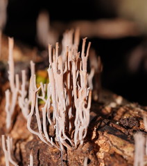Artomyces austropiperatus
