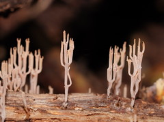 Artomyces austropiperatus