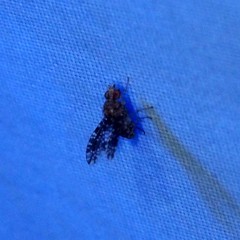 Homoneura trypetoptera