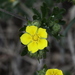 Potentilla neglecta - Photo (c) Andrea, some rights reserved (CC BY-NC), uploaded by Andrea