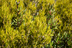 Orites acicularis