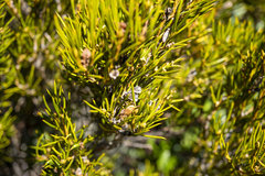 Orites acicularis