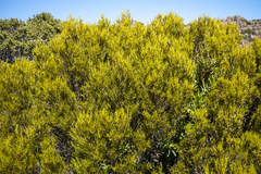 Orites acicularis