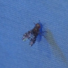 Homoneura trypetoptera