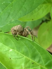 Novakiella