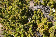 Westringia rubiifolia