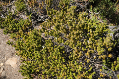 Westringia rubiifolia