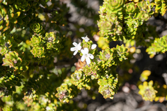 Westringia rubiifolia