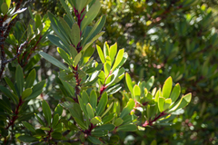 Tasmannia lanceolata