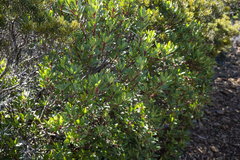 Tasmannia lanceolata